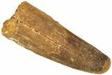 Fossil Spinosaurus Tooth - Feeding Worn Tip #311773-1